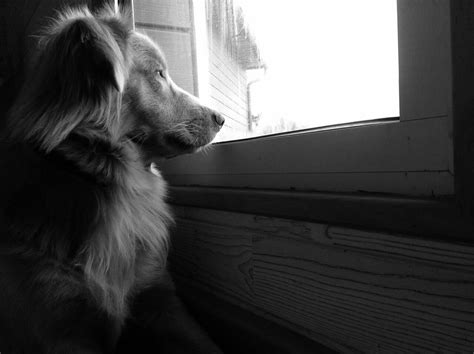 Separation Anxiety How To Ease Your Dogs Fears Of Being