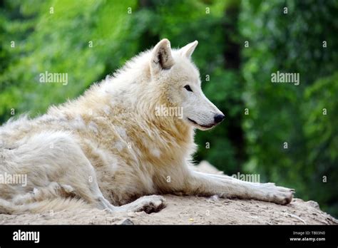 White Arctic Wolf Canis Lupus Arctos Lying On Rock Stock Photo Alamy