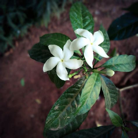 Beautiful White Jasmine Flower Plant Stock Photo Image Of Fragrance