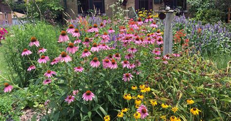 Illinois native plant society .dedicated to the preservation, conservation and study of the native plants and vegetation of illinois. feb. Turn your yard into a micro prairie with native plants