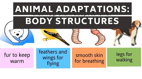 Animal Adaptations Body Parts Of Animals For Survival Science