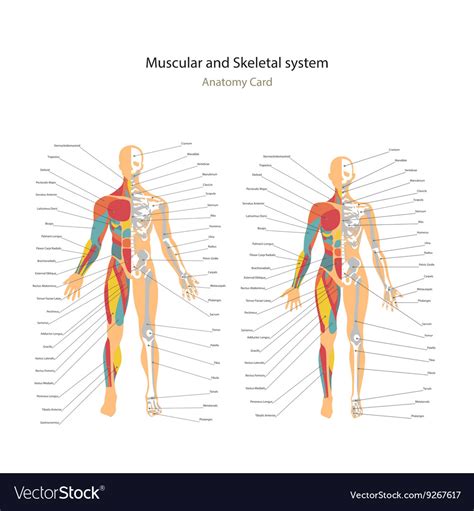Female muscle chart finally, a muscle chart for the woman's body with major muscle groups clearly defined. Female Muscle Chart Back : Female Anatomical Chart : Every main muscle in the body is labeled ...