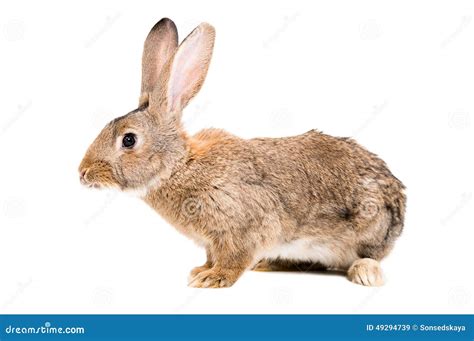 Brown Rabbit Stock Photo Image 49294739