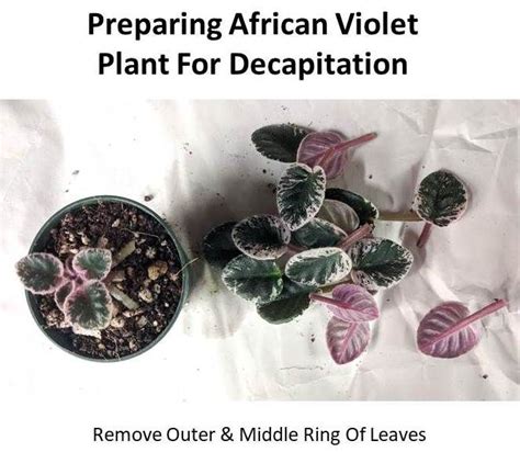 Decapitating African Violet Crowns Why And How African Violets