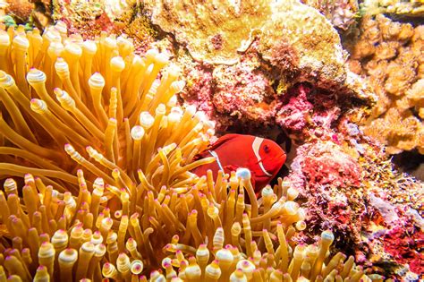 Indispensable Tips To Take Care Of Clownfish Your Personal Nemo Pet