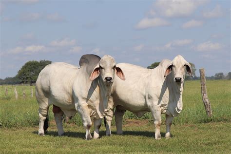 Brahman Cattle Photo Gallery Br Cutrer Inc