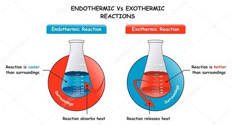 Endotérmico Vs Reacciones Exotérmicas Infografía Diagrama Que Muestra