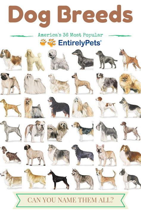 America S 36 Most Popular Dog Breeds How Many Can You Name Dog Breeds