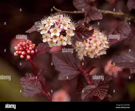 Pretty Flowers And Buds On A Garden Ninebark Shrub Variety Physocarpus