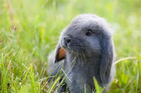 Cute Baby Rabbits 27 Pics That Will Melt Your Heart Bunnyopia
