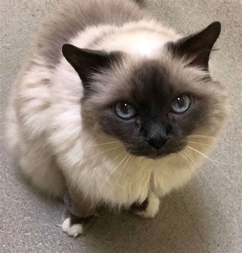 With Update Two 16 Year Old Birman Cats Relinquished To Shelter With