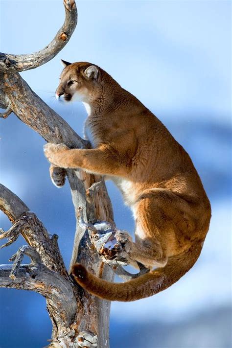 Puma Mountain Lion Cougar All Different Names For The Same Species