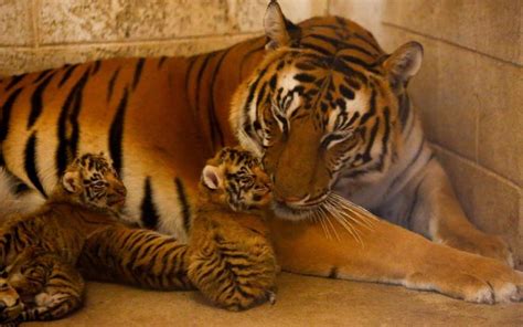 Nacen 4 cachorros de tigre de bengala en un zoológico de Chihuahua México