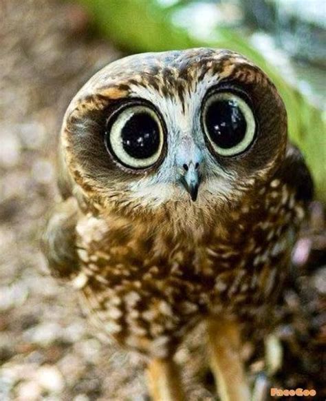 Big Eyes Owl Cute Funny Picture Animals Cute Animals Baby Owls