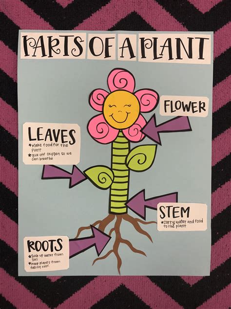 Parts Of A Plant Anchor Chart