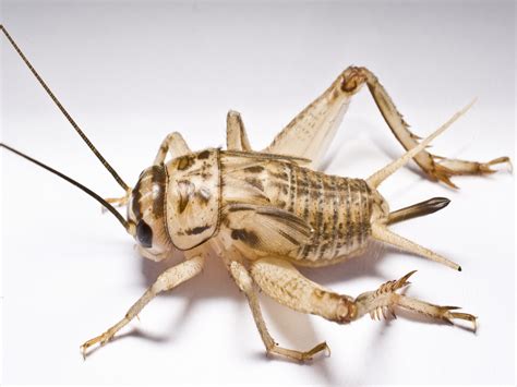 House Cricket Information How To Get Rid Of Crickets