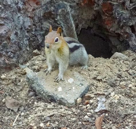 There Are Seven Species Of Small Striped Chipmunks Around Yosemite And