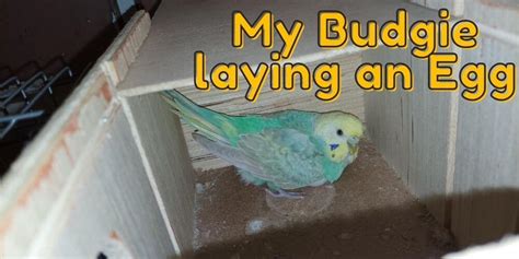 How Often Do Budgies Lay Eggs Budgie Eggs Guide