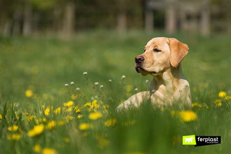 Springtime And Allergies In Dogs How To Prevent Them