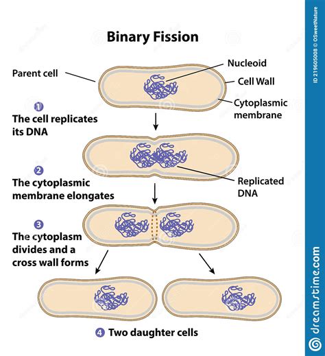 Binary Fission Steps Types And Examples Concise Biology