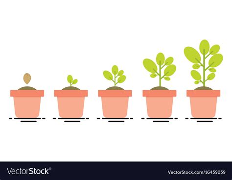 Plant Growing Stages Royalty Free Vector Image