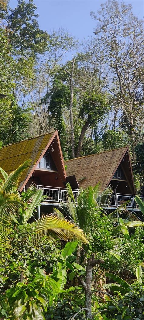 Tulsi Village Retreat Treehouse And Cabin Stays 𝗕𝗢𝗢𝗞 Munnar Villa 𝘄𝗶𝘁𝗵 ₹𝟬 𝗣𝗔𝗬𝗠𝗘𝗡𝗧