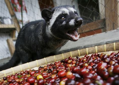 La Verdad Sobre El Café Kopi Luwak ¿qué Es En Realidad Incapto