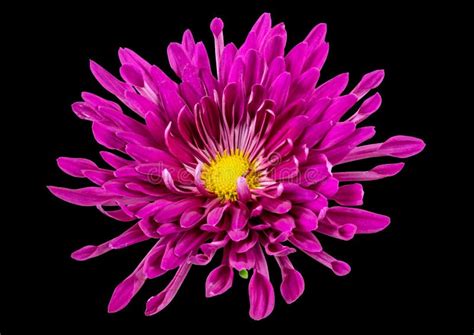 Wonderful Purple Chrysanthemum Flowers Stock Image Image Of Flowers