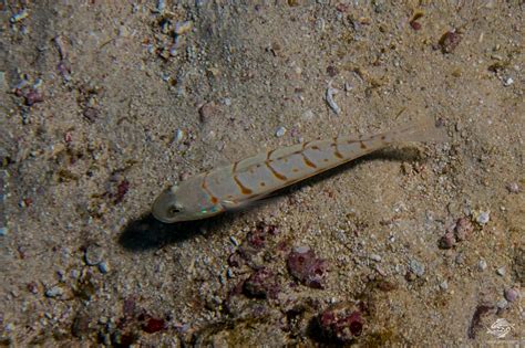 Orange Spotted Sleeper Goby Facts And Photographs Seaunseen