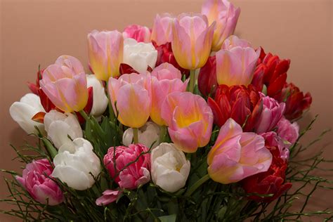 Fotos Gratis Flor Pétalo Tulipán Rosado Flores Rosas Ramos De