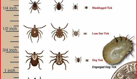 what is a tick chart