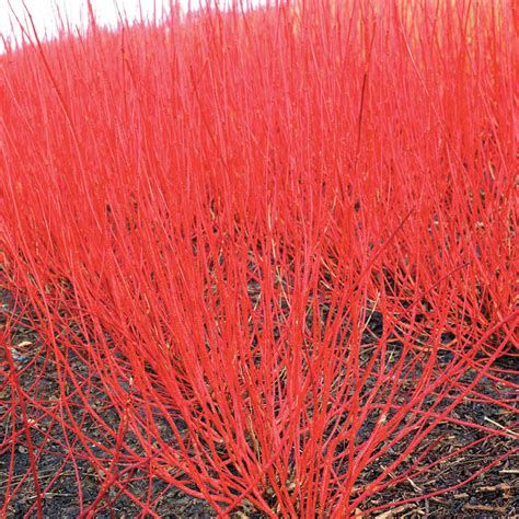 Variegated Red Twig Dogwood Shrubs For Sale From Gurneys