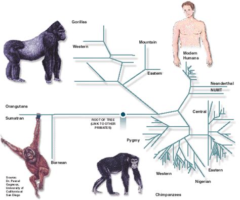 Genetic Distances Among The Great Ape Species Despite Their High