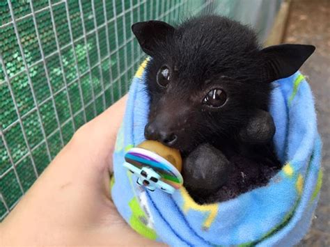 Bats Qld It Is Such A Privilege To Wake Up To These Adorable Faces X