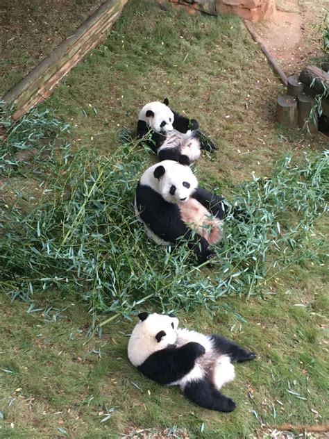 Panda Updates Monday October 23 Zoo Atlanta