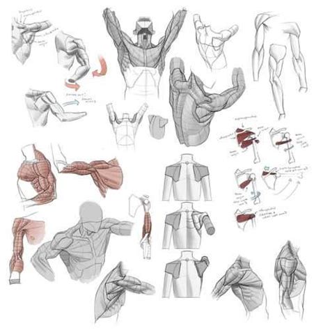 Random References Arm Anatomy Character Design Anatomy Art