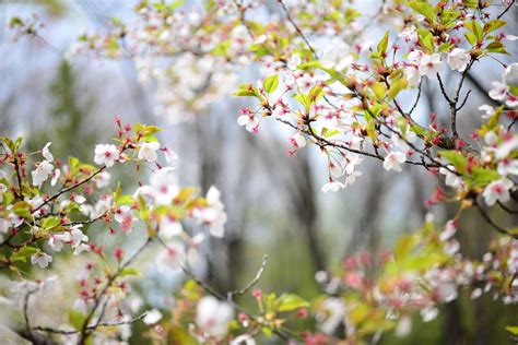 1pro8589 Spring Flowers Frühlingsblumen Flores De Primave Flickr