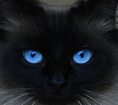 Black Cat Blue Eyes Cat With Blue Eyes Cute Black Cats Gorgeous Cats