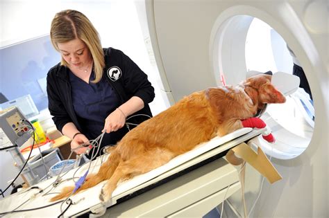 This allows you to get the quality care your pet deserves as. Image Gallery - Toronto Veterinary Emergency Hospital | 24 ...