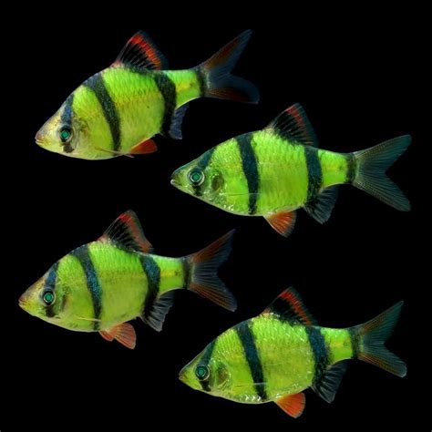 Transgenic Glow Fish