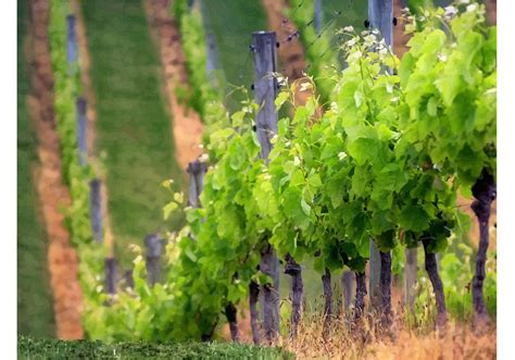 Vineyard Rows Download Free Vector Art Stock Graphics And Images
