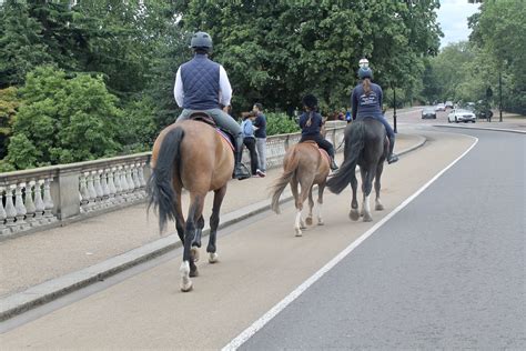 Horse Riding In London Photo Gallery — Hyde Park Stables