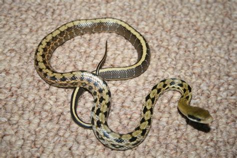 Taiwanese Rat Snake Mariano Andrade 6b Buin Zoo 2012 Wiki Fandom