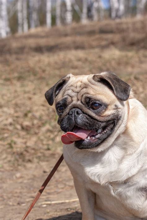Portrait Of A Pug With His Tongue Hanging Out Against A Blurred Forest