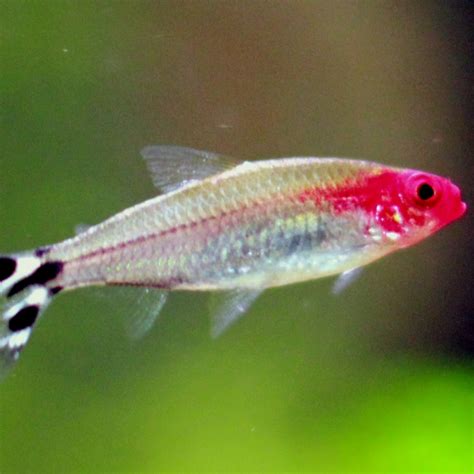 Cardinal Tetras Large Xl Live Fish And Tropical Pets