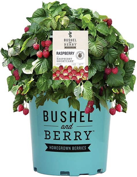 Bushel And Berry Rubus Raspberry Shortcake Thornless Raspberry
