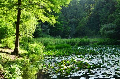 Pond In The Forest Stock Image Image Of Lake Heat 116874327