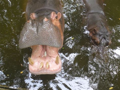 Hipopótamo Que Muestra La Boca Y Los Dientes Imagen De Archivo Imagen
