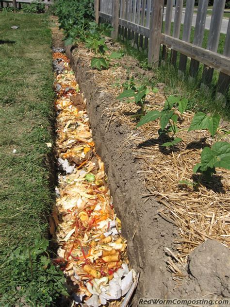 The Vermicomposting Trench Red Worm Composting