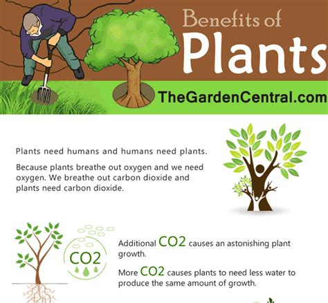 Benefits Of Plants Infographic Plants Infographic Plant Needs